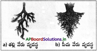 AP Inter 1st Year Botany Study Material Chapter 5 పుష్పించే మొక్కల స్వరూపశాస్త్రం 10