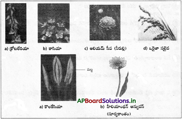 AP Inter 1st Year Botany Study Material Chapter 5 పుష్పించే మొక్కల స్వరూపశాస్త్రం 16