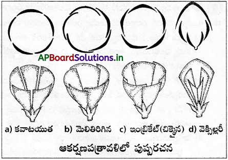 AP Inter 1st Year Botany Study Material Chapter 5 పుష్పించే మొక్కల స్వరూపశాస్త్రం 4