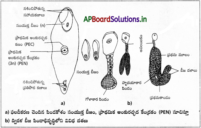 AP Inter 1st Year Botany Study Material Chapter 7 పుష్పించే మొక్కలలో లైంగిక ప్రత్యుత్పత్తి 4