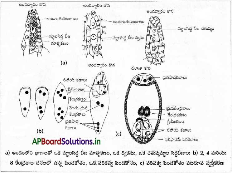AP Inter 1st Year Botany Study Material Chapter 7 పుష్పించే మొక్కలలో లైంగిక ప్రత్యుత్పత్తి 5