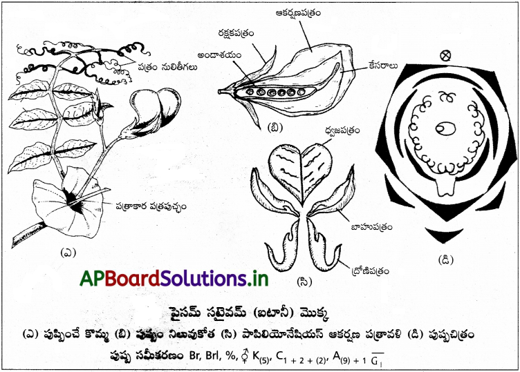 AP Inter 1st Year Botany Study Material Chapter 8 ఆవృతబీజాల వర్గీకరణ శాస్త్రం 5