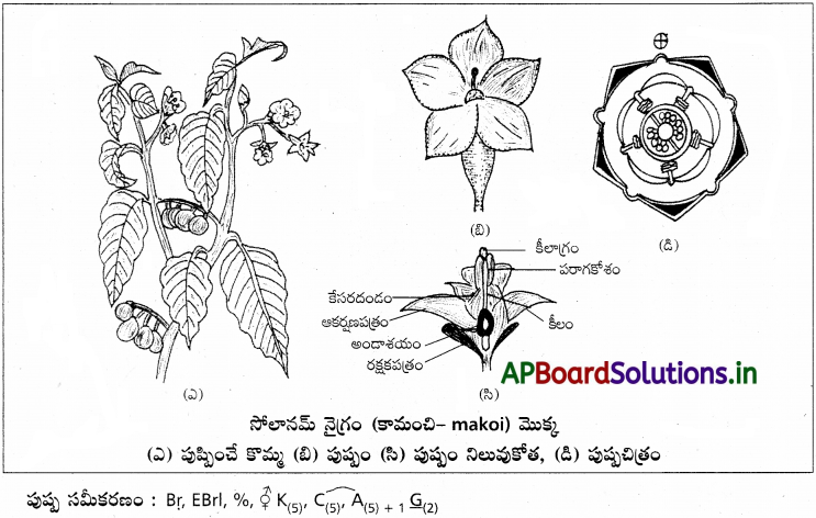 AP Inter 1st Year Botany Study Material Chapter 8 ఆవృతబీజాల వర్గీకరణ శాస్త్రం 6