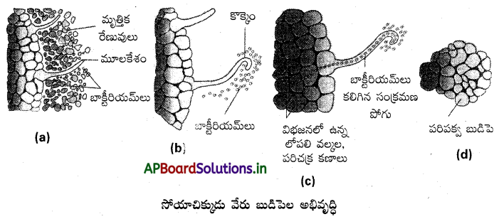 AP Inter 2nd Year Botany Study Material Chapter 2 ఖనిజ పోషణ 1