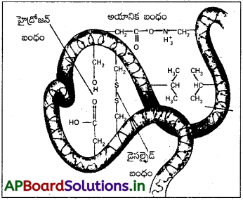 AP Inter 2nd Year Chemistry Study Material Chapter 9 జీవాణువులు 42
