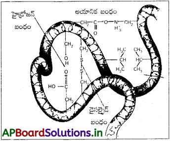 AP Inter 2nd Year Chemistry Study Material Chapter 9 జీవాణువులు 66