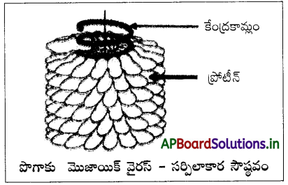 AP Inter 2nd Year Botany Study Material Chapter 8 వైరస్లు 1
