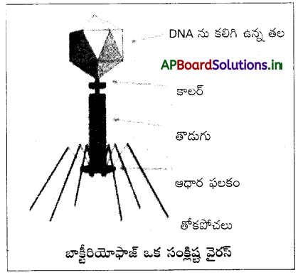 AP Inter 2nd Year Botany Study Material Chapter 8 వైరస్లు 2
