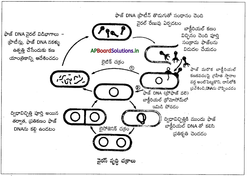 AP Inter 2nd Year Botany Study Material Chapter 8 వైరస్లు 3